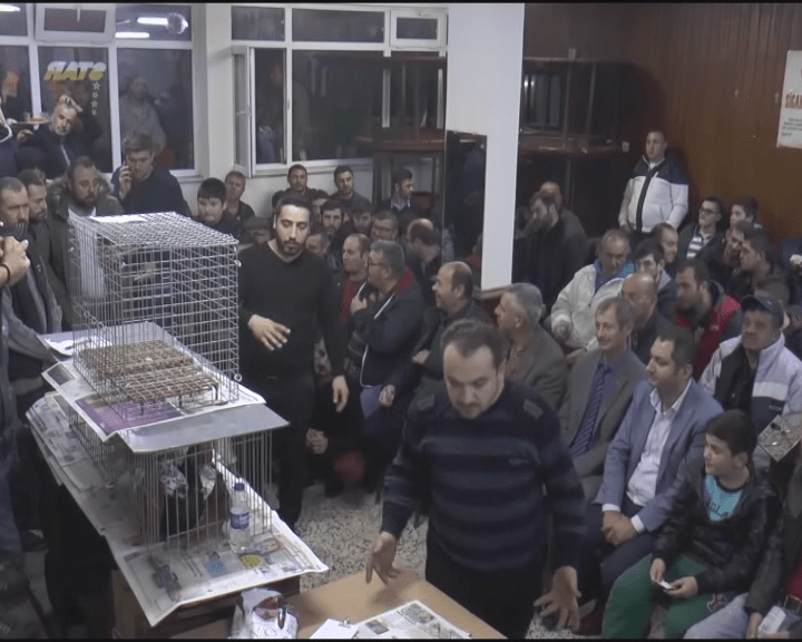 GÜVERCİNLER TAKLAYI BU KEZ