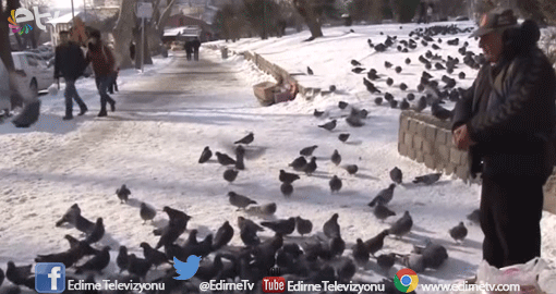 GÜVERCİNLERİ SERMAYEDEN DOYURUYOR