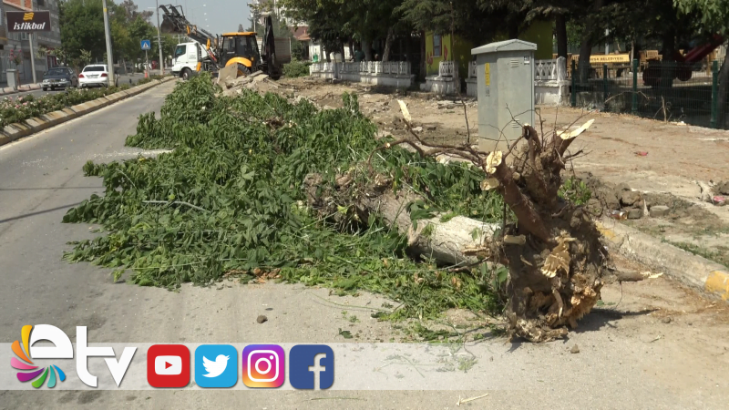 HAVSA’DA SÖKÜLEN AĞAÇLARIN YERİNE YENİLERİ DİKİLECEK