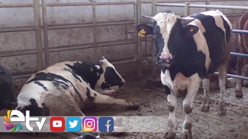 HAYVAN PAZARI İÇİN ÇIKARILAN 2