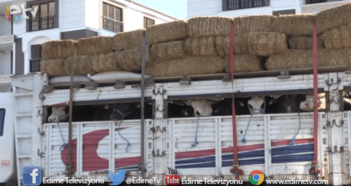 HAYVAN SEVKİYATI BAŞLADI