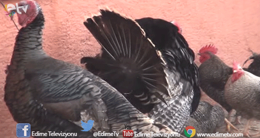 HİNDİ PAZARA İNDİ