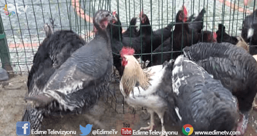 HİNDİLER GÖRÜCÜYE ÇIKTI