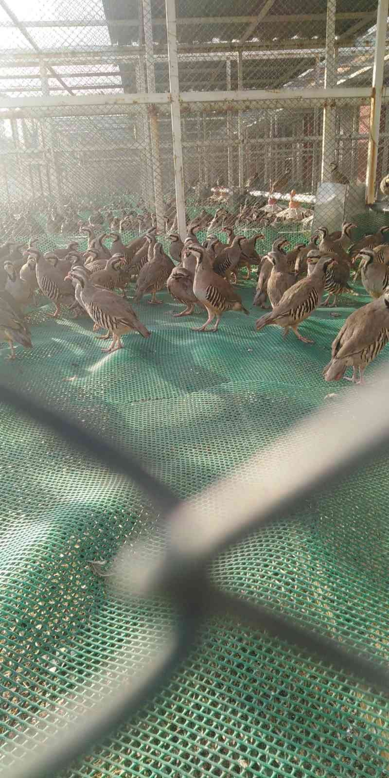 Hobi olarak başladı yurt dışına keklik ve sülün eti ihraç ediyor Bursa’da hobi olarak keklik ve sülün yetiştirmeye başlayan kişi şimdi yurt dışına etlerini ihraç ediyor. 10 yıl önce fabrikada çalışırken hobi ...