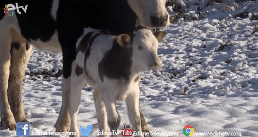 İLK KEZ KARLA TANIŞTI