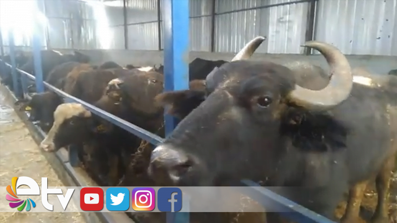 İPSALA’DA MANDA SAYISI ARTIYOR