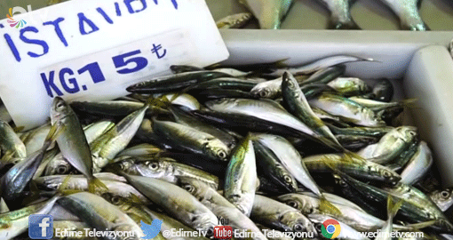 İSTAVRİT BOLLUĞU BALIKÇILARIN YÜZÜNÜ GÜLDÜRÜYOR