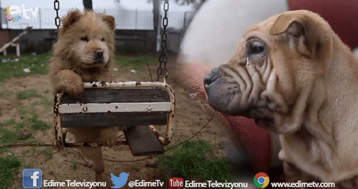 ‘KAÇAK YAVRU KÖPEKLER’İ POLİS İYİLEŞTİRDİ