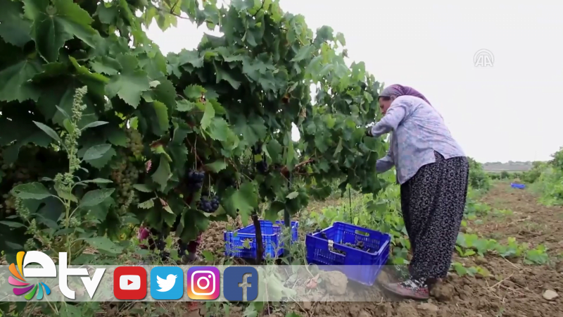 KADINLAR PEKMEZ YAPIMINA BAŞLADI