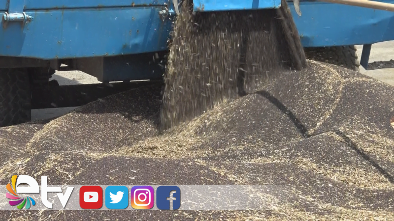 KANOLA ALTIN YILINI YAŞIYOR