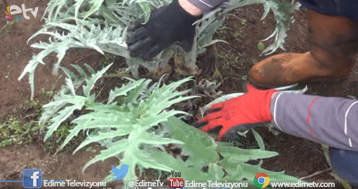 KARAAĞAÇ'TA KİVİ YETİŞTİRDİ