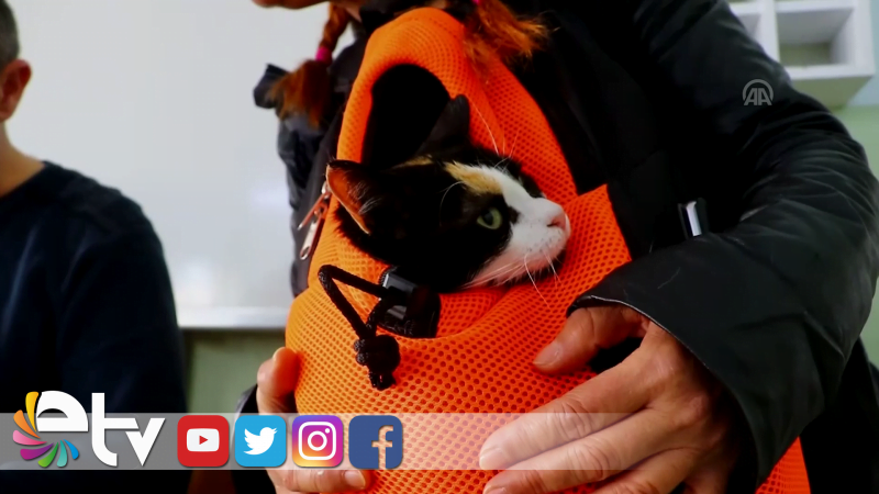 KEDİ ZUBİ SANDIK BAŞINDA