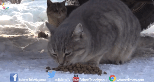 KEDİLERE EV YAPTILAR