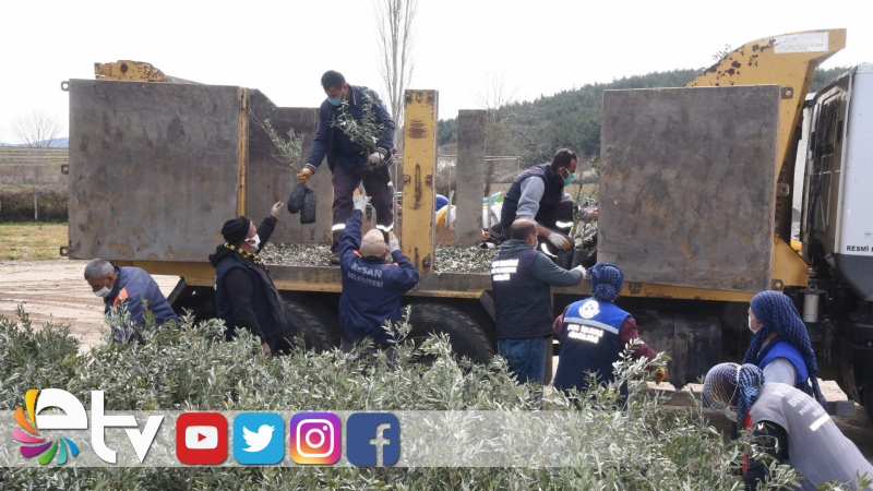 KEŞAN’DA FİDE DAĞITIMINA BAŞLANDI