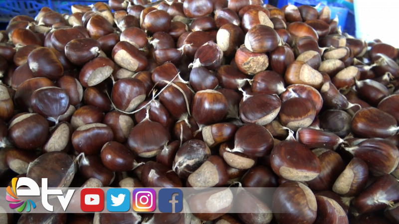 KESTANE 35 LİRADAN TEZGAHA ÇIKTI