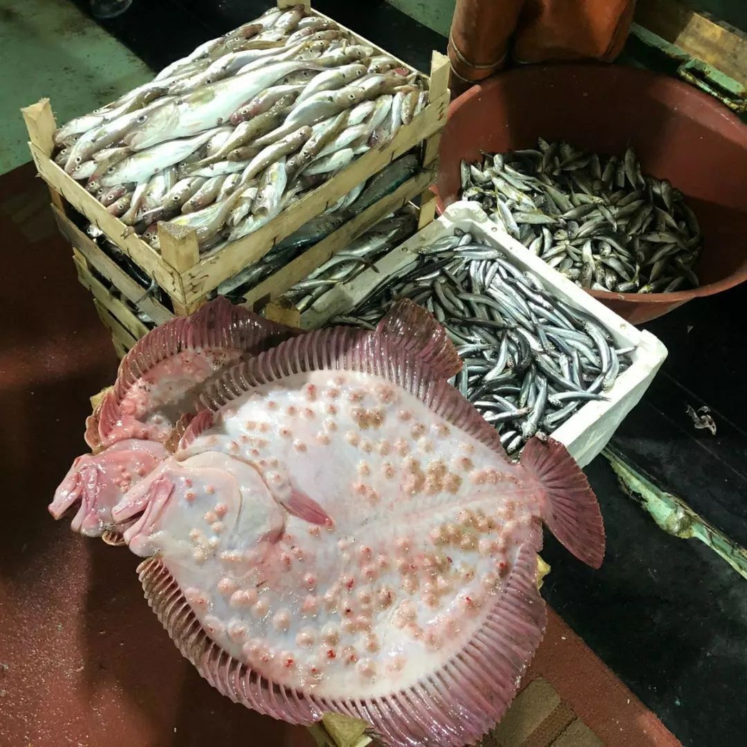 Kırklareli’nde balıkçılar denetlendi Kırklareli İl Tarım ve Orman Müdürlüğünce Vize ilçesine bağlı Kıyıköy beldesinde balıkçılar denetlendi. Kırklareli İl Tarım ve Orman Müdürlüğü ...