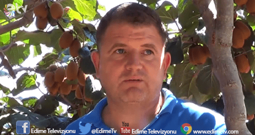 KİVİ ÜRETİLMEYE BAŞLANDI