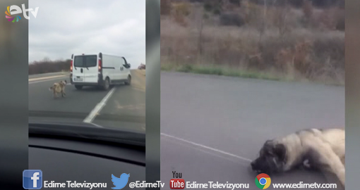 KÖPEĞİ ARACINA BAĞLADI