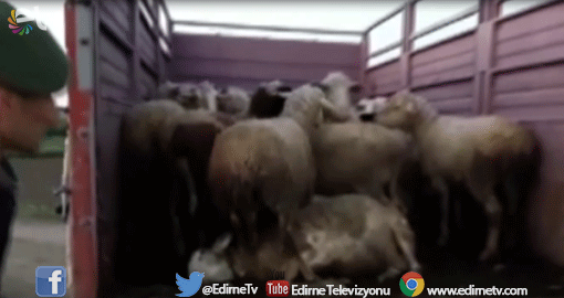 KÖPEĞİ ZEHİRLEYİP AĞILDAKİ KOYUNLARI ÇALDILAR