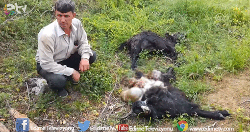 KÜÇÜKBAŞ HAYVANLARI TELEF OLDU
