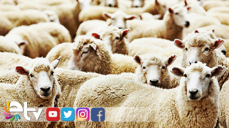 KURBANLIK FİYATLARI BELİRLENDİ