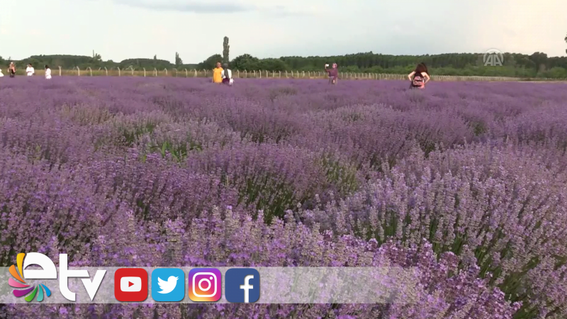 LAVANTA MORU EDİRNE'NİN TANINIRLIĞINI ARTIRDI