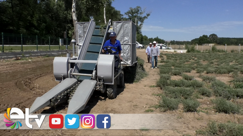 LAVANTA TOPLAMA MAKİNESİ YAPTI