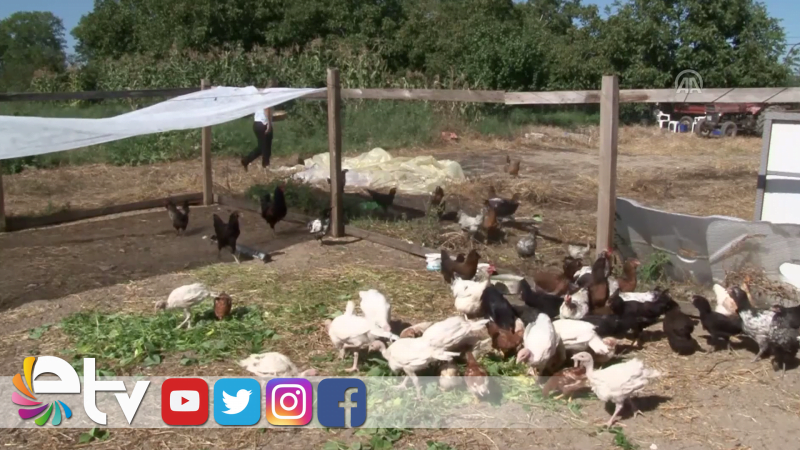 MAVİ YUMURTAYA TALEP ARTIYOR