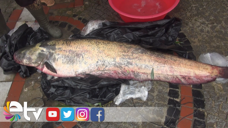 MERİÇ NEHRİ’NDE 60 KİLOLUK YAYIN BALIĞI YAKALANDI