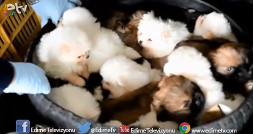 OTOMOBİL BAGAJINDA YAVRU KÖPEKLER YAKALANDI