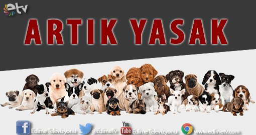 PETSHOPLARDA HAYVAN SATIŞI YASAKLANACAK