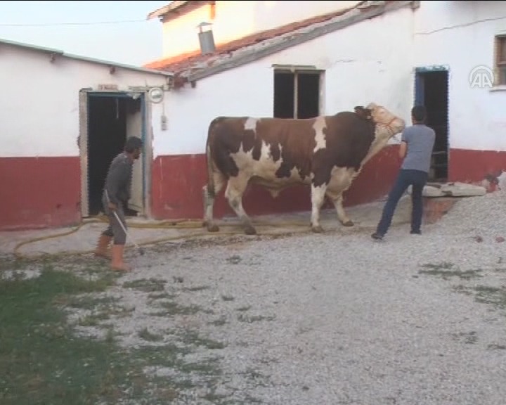 ŞAHİN'E FİYAT BİÇİLEMİYOR