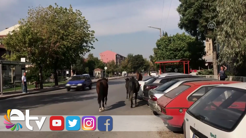 SAHİPSİZ ATLAR ZOR ANLAR YAŞATTI