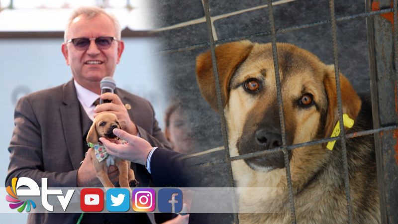 SAHİPSİZ SOKAK HAYVANLARI KISIRLAŞTIRILACAK