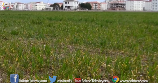 SICAK GEÇEN KIŞ HASAT TAKVİMİNİ ÖNE ÇEKEBİLİR