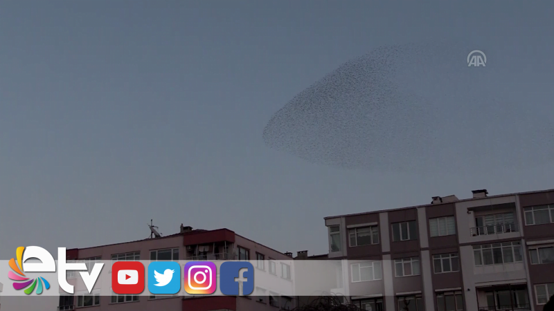 SIĞIRCIKLARIN GÖRSEL ŞÖLENİ