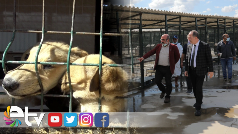 “SOKAK CANLARI BİZE EMANET