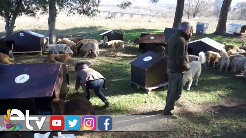 SOKAKTAKİ CANLARA SICAK YUVA