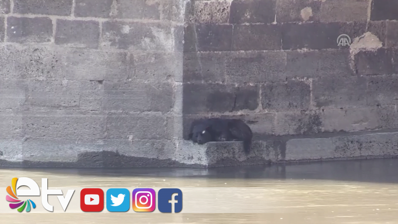 SUYA ATLAYAN KÖPEK