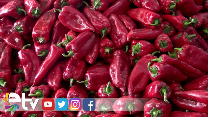 TARHANALIK BİBERİN KİLOSU 4 TL