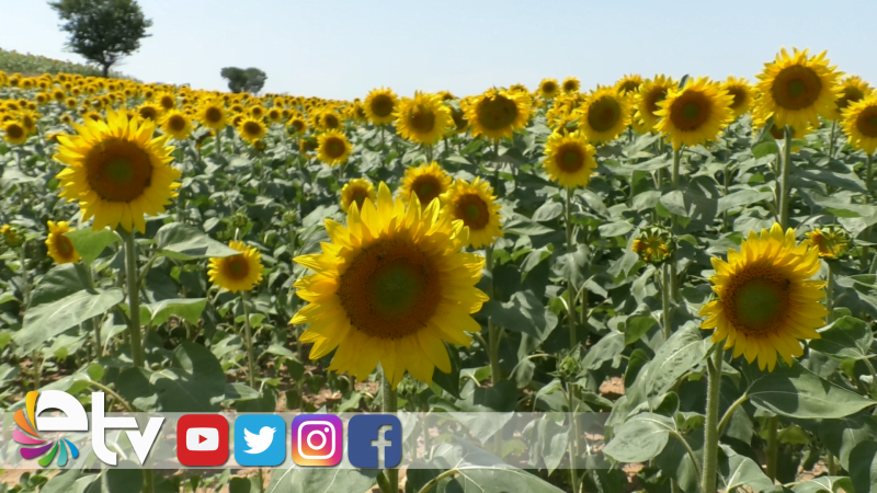 TRAKYA BİRLİK AYÇİÇEĞİ AVANS ÖDEMESİ FİYATINI AÇIKLADI