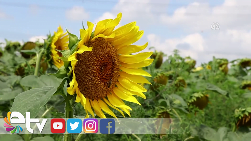 TRAKYA BİRLİK’TEN ‘DAYANIKLI TOHUM EKİN’ UYARISI