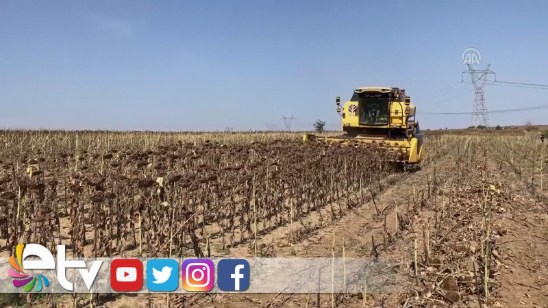 TRAKYA'DA AYÇİÇEĞİ HASADI BAŞLADI