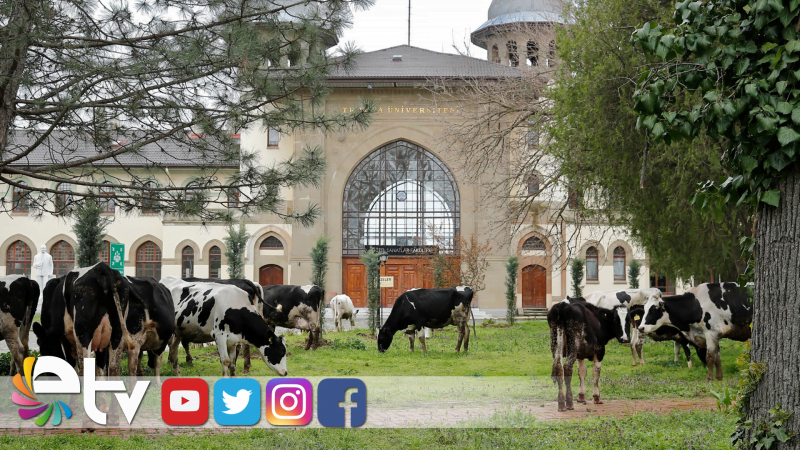 T.Ü. KAMPÜSLERİNDE ÇİM BİÇME GÖREVİ BÜYÜKBAŞ HAYVANLARIN
