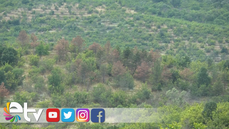 TÜRKİYE BULGARİSTAN SINIRINDA ‘DOSTLUK ORMANI’