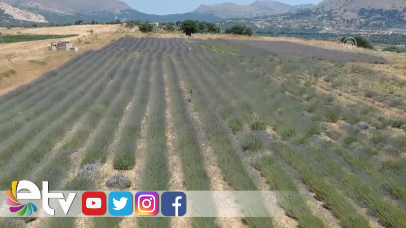 TÜRKİYE'NİN EN BÜYÜK ADASI ''LAVANTA'' KOKACAK