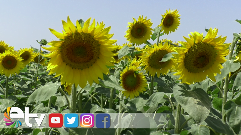 ÜRETİCİNİN AYÇİÇEĞİ TALEBİ 6 TL