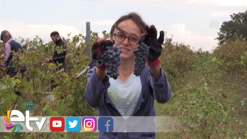 ÜZÜM KENTİNDE HASAT TELAŞI