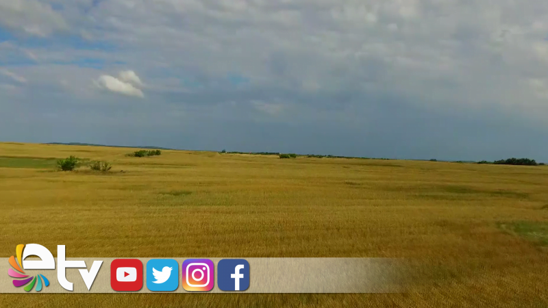 YAĞMUR YAĞINCA BUĞDAY TARLADA KALDI