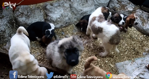 YAVRU KÖPEKLER AÇIK ARTIRMAYLA SATILDI